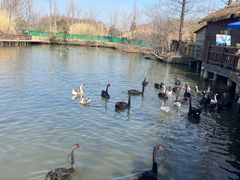 -溱湖国家湿地公园