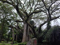 -瑞丽独树成林风景区