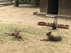 -苏州太湖西山岛开心农场