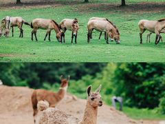 -杭州野生动物世界