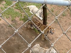 -西霞口神雕山野生动物世界