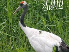 -黑龙江扎龙生态旅游区