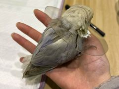 -雨林宠物医院 非犬猫异宠专科