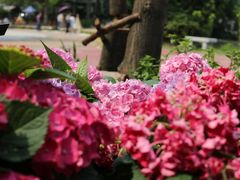-中国科学院华南植物园