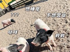 -前小桔亲子创意农场·草莓采摘·露营烧烤