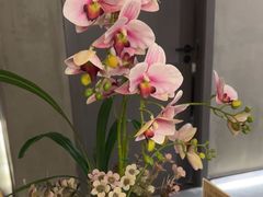 -施奈儿.洗头頭療.按摩SPA.采耳(上梅林店)