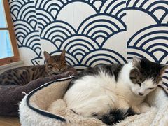 -Let's go狗咖·猫咖·奶狗·桌游(春熙路IFS店)