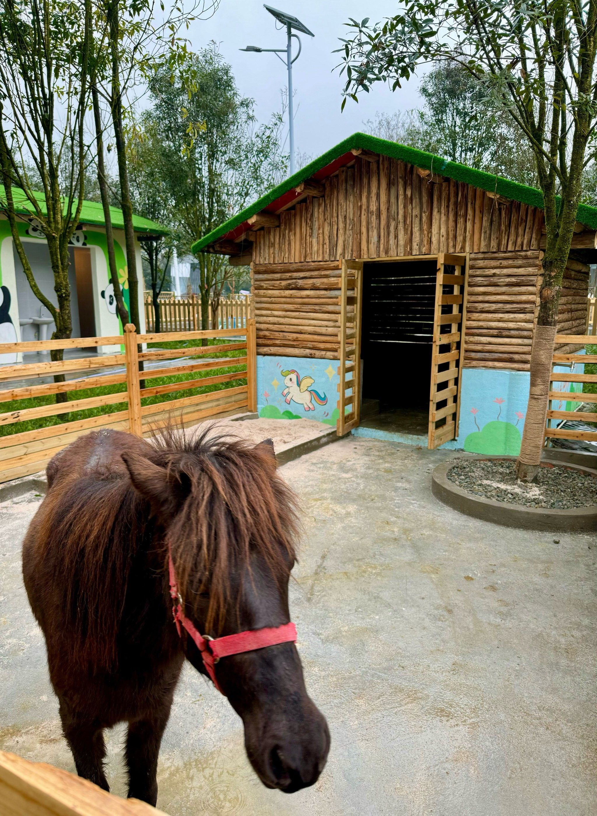 青城山下,羊驼矮马,这是吃饭的地方?