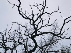 -团结湖公园