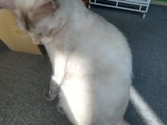 -喵店&猫咖