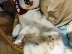 -Husky Go! 哈士奇体验馆·宠物咖啡厅狗咖