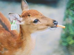 -鹿境梅花鹿生态园区