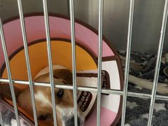 -嘉馨宠物医院·CT影像转诊·心脏科·犬猫全科诊疗中心(下沙大学城院区)