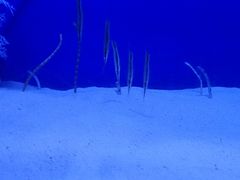 -海合安武汉极地海洋公园