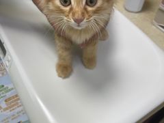 -艾贝尔宠物诊疗