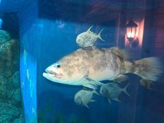 -成都浩海立方海洋公园