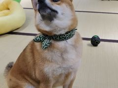-逗柴咖啡屋·狗咖猫咖宠物桌游