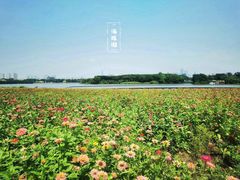 -海珠湖公园