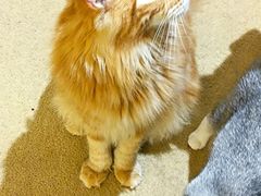 -猫友咖啡店(玉林西路店)