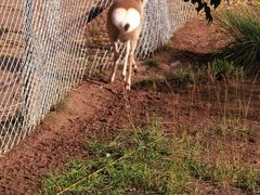 -青藏高原野生动物园