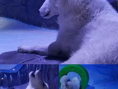 -海合安成都极地海洋公园