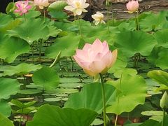 -莲花池公园