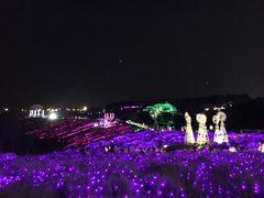 -大塘金香草谷