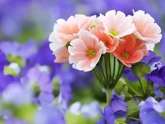 -安湃声助听器(密云店)