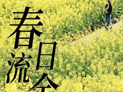 -桑洲油菜花景区