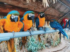 -西霞口神雕山野生动物世界