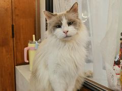 -共舞时光猫咖·狗咖(新街口店)