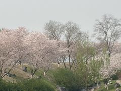 -羊山湖公园