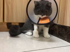 -瑞鹏宠物医院·猫科·宠保定点(梅溪湖分院)