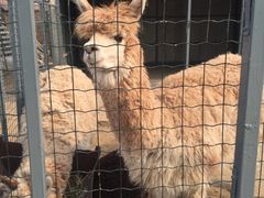 -意大利农场度假村