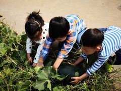 -樂桃源奉贤黄桃种植采摘基地