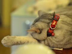 -猫色咖啡·猫咖