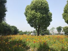 -鹅湖玫瑰文化园