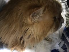 -宠颐生中康贝怡动物医院