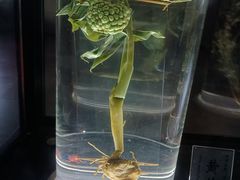 -广东中医药博物馆