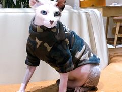 -藏猫猫咖啡主题馆(中央大道店)