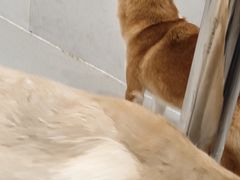 -共舞时光猫咖·狗咖(新街口店)