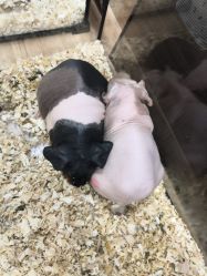 -Moni星球萌宠·小马宝莉·灵蛇·高端高阶全萌宠互动体验俱乐部(红豆国际广场店)