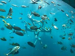 -瑞德姆美人鱼海底演艺主题餐厅(亚龙湾店)