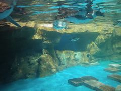 -海合安武汉极地海洋公园