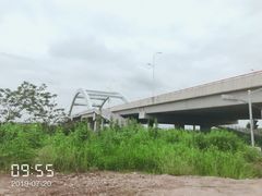 -南汇新场正宗水蜜桃采摘