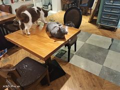 -猫小院猫主题餐厅(三里屯店)