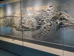 -安徽省地质博物馆