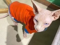 -藏猫猫咖啡主题馆(中央大道店)