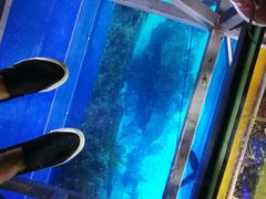-迪拜水族馆及水下动物园