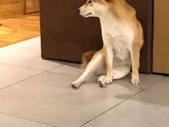 -柴务处·柴犬主题狗咖